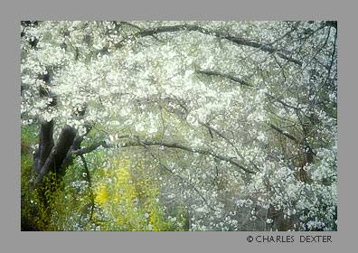 image 0402 Copyright © 2009 by Charles Dexter. All rights reserved