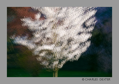 image 0403 Copyright © 2009 by Charles Dexter. All rights reserved