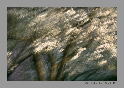 image 0405 Copyright © 2009 by Charles Dexter. All rights reserved