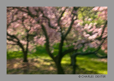 image 0407 Copyright © 2009 by Charles Dexter. All rights reserved