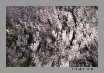 image 0408 Copyright © 2009 by Charles Dexter. All rights reserved
