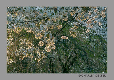 image 0411 Copyright © 2009 by Charles Dexter. All rights reserved