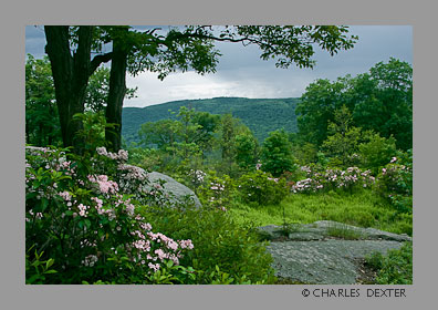 image 0509 Copyright © 2009 by Charles Dexter. All rights reserved